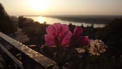 Landscapes sunset Flowers rivers