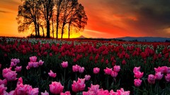 Landscapes sunset Flowers Trees tulips