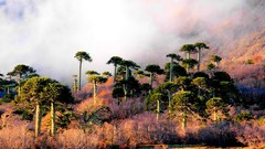 Landscapes sunset fog nature Trees chile forests
