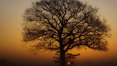 Landscapes sunset fog nature Trees cloud sunlight HDR 