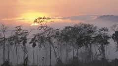 Landscapes sunset fog nature Trees forests skylines