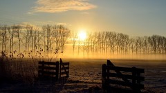 Landscapes sunset fog nature Trees mist fields