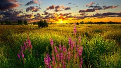 Landscapes sunset fog nature Trees Mountains ocean Green cloud 