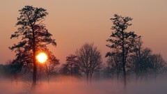 Landscapes sunset fog Trees