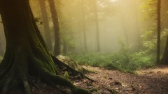 Landscapes sunset fog Trees forests