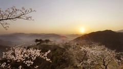 Landscapes sunset Japan cherry blossoms