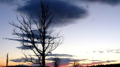 Landscapes sunset leaves nature Trees blue clouds branches 