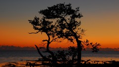 Landscapes sunset leaves Sea nature Trees water clouds ocean 