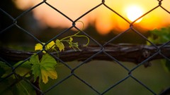 Landscapes sunset nature