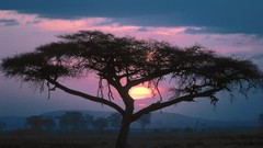 Landscapes sunset nature african