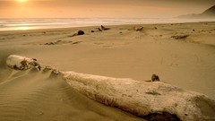 Landscapes sunset nature bay Parks Beaches Driftwood