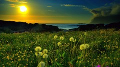 Landscapes sunset nature dandelions