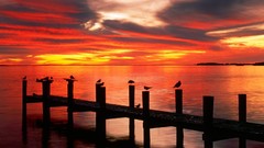 Landscapes sunset nature Florida fort seagulls