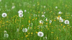 Landscapes sunset nature grass sun clouds dandelions fields 