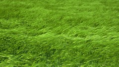 Landscapes sunset nature grass sun clouds fields skylines