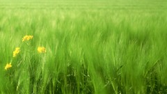 Landscapes sunset nature grass sun clouds fields yellow flowers 