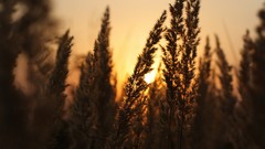 Landscapes sunset nature grass sun Mountains clouds corn fields 