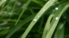 Landscapes sunset nature grass water sun clouds rain water 