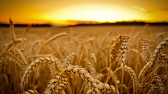 Landscapes sunset nature grass yellow wheat Plants fields