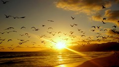 Landscapes sunset nature orange Birds Holidays reflections happy