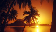 Landscapes sunset nature palm trees Beaches