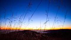 Landscapes sunset nature Plants