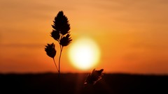 Landscapes sunset nature silhouettes