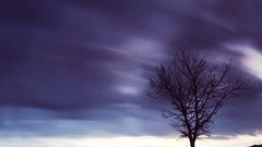 Landscapes sunset nature Trees evening