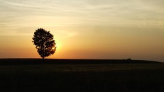 Landscapes sunset nature Trees fields