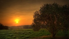 Landscapes sunset nature Trees fields skyscapes