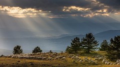 Landscapes sunset nature Trees grass Animals clouds hills lambs 
