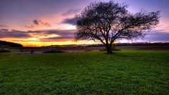 Landscapes sunset nature Trees grass Green