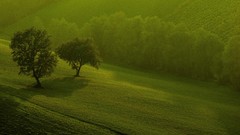 Landscapes sunset nature Trees grass Green