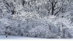 Landscapes sunset nature Trees grass snow winter sun clouds 