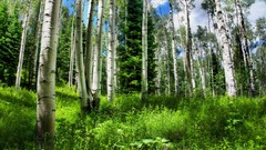 Landscapes sunset nature Trees grass sun Mountains clouds 