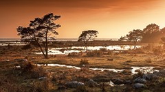 Landscapes sunset nature Trees grass water ocean puddles golden