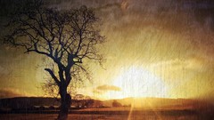 Landscapes sunset nature Trees horizon silhouettes