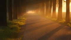 Landscapes sunset nature Trees roads mist sunlight forests