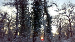 Landscapes sunset nature Trees snow winter