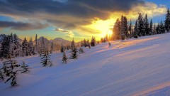 Landscapes sunset nature Trees snow winter forests