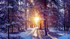 Landscapes sunset nature Trees snow winter forests