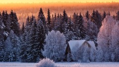 Landscapes sunset nature Trees snow winter forests skylines