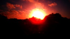 Landscapes sunset nature Trees sun clouds black and white 