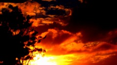 Landscapes sunset nature Trees sun clouds black and white 