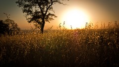 Landscapes sunset nature Trees sun fields sunlight skylines