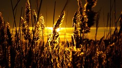 Landscapes sunset nature wheat fields