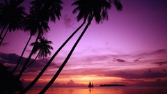 Landscapes sunset palm trees Beaches