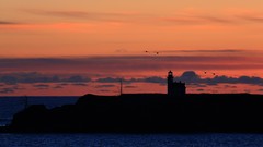 Landscapes sunset Sea nature coast Birds Oregon cliffs 