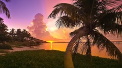 Landscapes sunset Sea nature Florida palm trees Parks