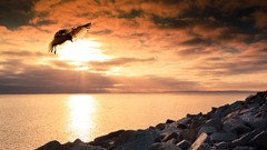Landscapes sunset Sea nature ocean Birds rocks Beaches